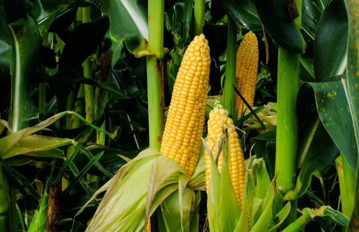 USDA: PLANTIO DE MILHO NOS EUA ATINGE 81%; DE SOJA ALCANÇA 66%